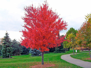 25 Scarlet CAROLINA RED MAPLE Tree Acer Rubrum Seeds